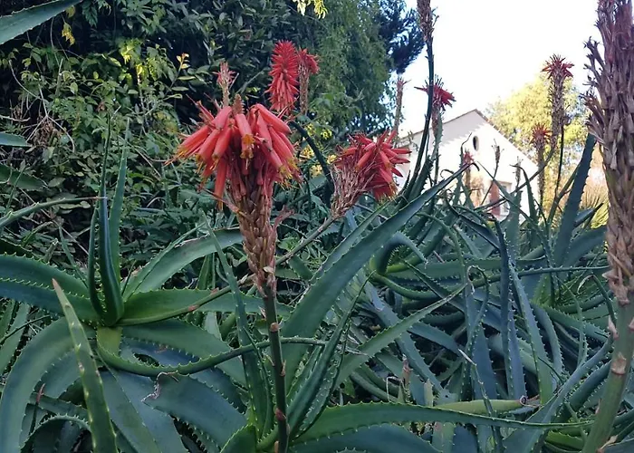 Orangeraie Du Cap D'antibes 公寓 *