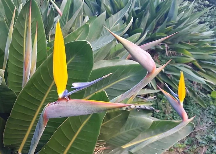 Orangeraie Du Cap D'antibes 公寓