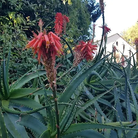 Orangeraie Du Cap D'antibes Apartamento *