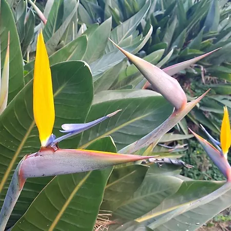 Orangeraie Du Cap D'antibes Apartament