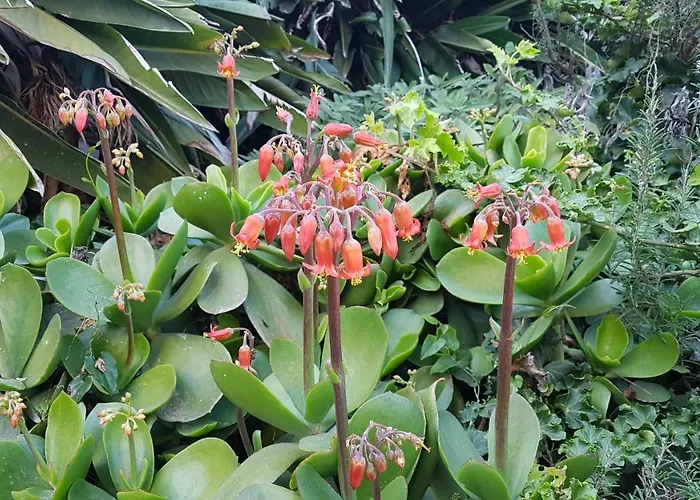 Orangeraie Du Cap D'antibes